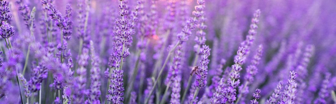 Lavender fields that inspired our Lovely Lavender soy candle