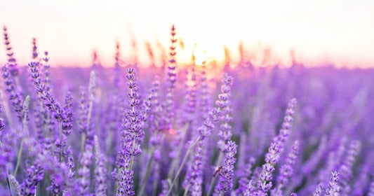Lavender field with sunset in background.