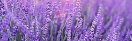 Lavender fields that inspired our Lovely Lavender soy candle